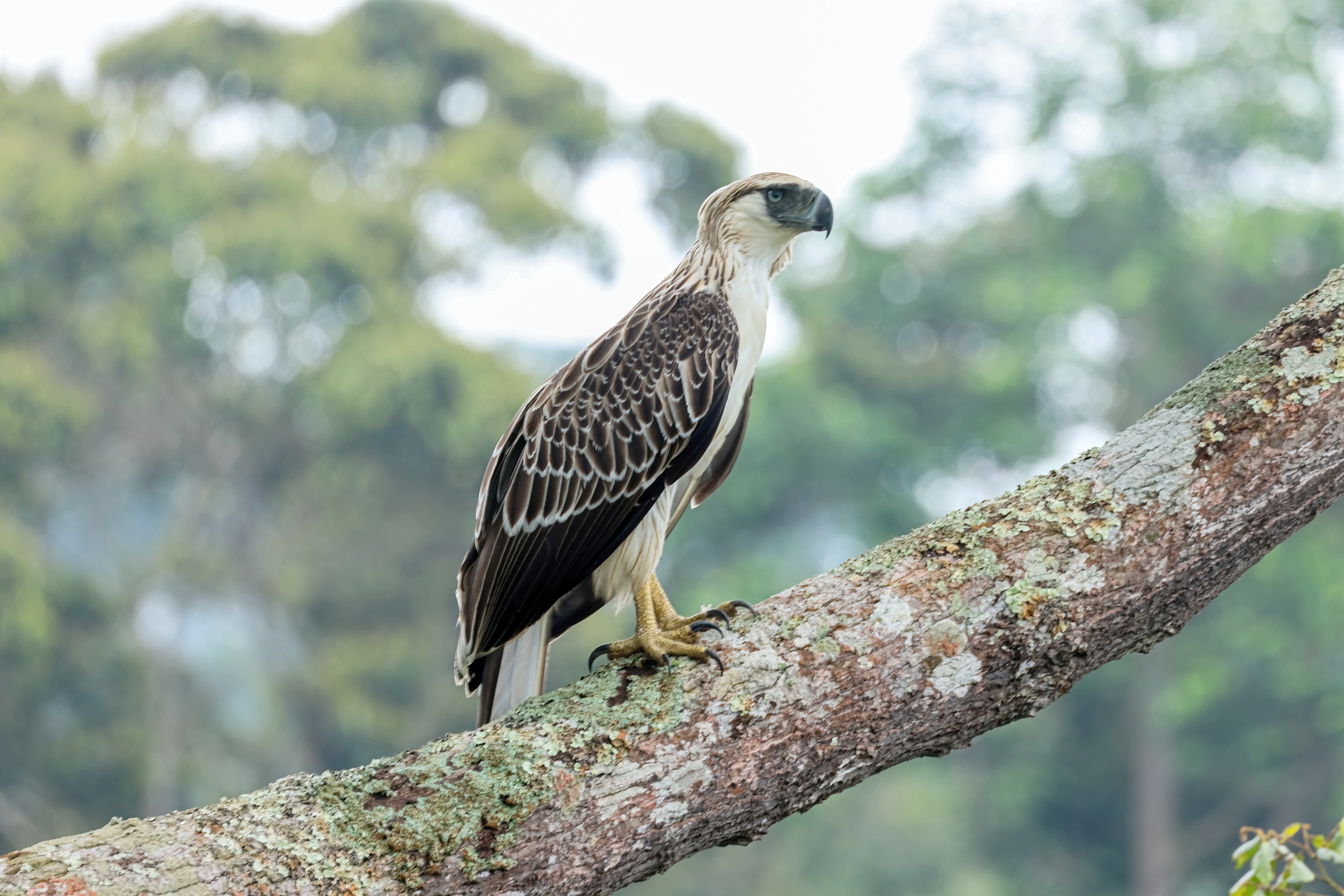Philippine Eagle in the Mount Apo landscape